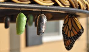 Attēlu rezultāti vaicājumam “pupa”