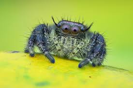 Image result for spider