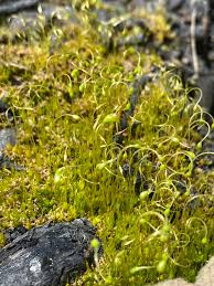 Attēlu rezultāti vaicājumam “Funaria hygrometrica”