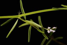 Attēlu rezultāti vaicājumam “Vicia hirsuta flower”