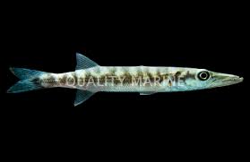 Image result for Sphyraena barracuda