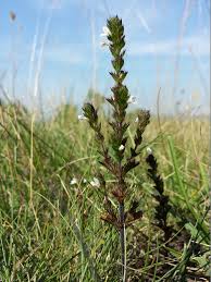 Image result for Euphrasia stricta