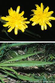 Attēlu rezultāti vaicājumam “Scorzonera humilis leaf”