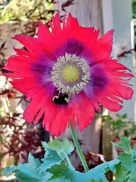 Image result for Papaver somniferum