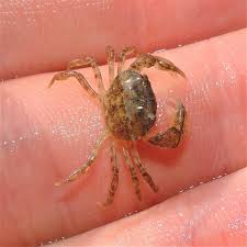 Attēlu rezultāti vaicājumam “Cribraria macrocarpa young”