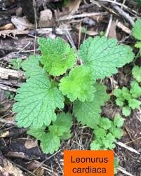 Image result for Leonurus cardiaca