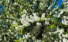 Attēlu rezultāti vaicājumam “Padus avium leaf”