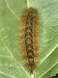 Attēlu rezultāti vaicājumam “Spilosoma lutea imago”