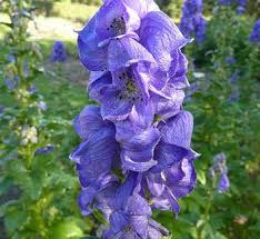 Attēlu rezultāti vaicājumam “Aconitum napellus flower”
