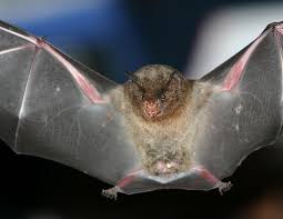 Attēlu rezultāti vaicājumam “Chiroptera”