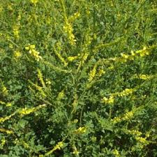 Attēlu rezultāti vaicājumam “Melilotus officinalis”