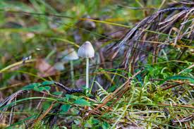 Attēlu rezultāti vaicājumam “Mycena filopes”
