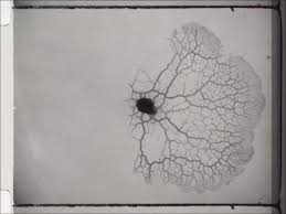 Attēlu rezultāti vaicājumam “Didymium spongiosum plasmodium”