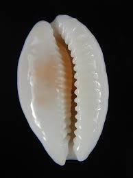 Attēlu rezultāti vaicājumam “Cribraria pertenuis”