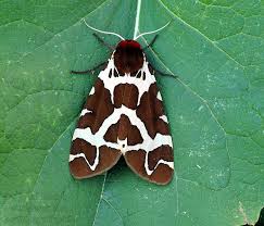 Attēlu rezultāti vaicājumam “Arctia caja”