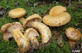 Attēlu rezultāti vaicājumam “Lactarius repraesentaneus”