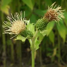 Attēlu rezultāti vaicājumam “Cirsium oleraceum leaf”