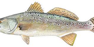 Image result for Rhizoprionodon terraenovae