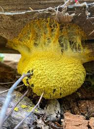 Attēlu rezultāti vaicājumam “Fuligo septica var. rosea young”