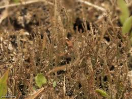 Attēlu rezultāti vaicājumam “Cladonia cornuta”