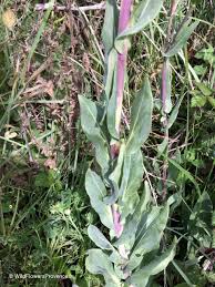 Image result for Isatis tinctoria