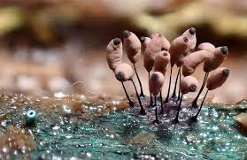 Attēlu rezultāti vaicājumam “Claustria didermoides spores”