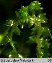 Attēlu rezultāti vaicājumam “Barbilophozia barbata”