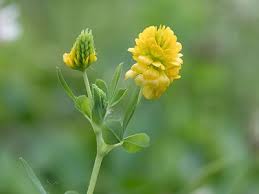 Attēlu rezultāti vaicājumam “Trifolium aureum leaf”