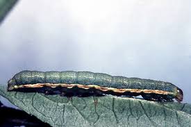 Attēlu rezultāti vaicājumam “Hadula trifolii”