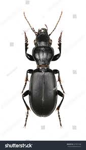 Attēlu rezultāti vaicājumam “Broscus cephalotes”