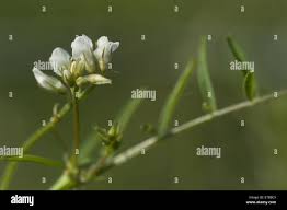Attēlu rezultāti vaicājumam “Vicia hirsuta leaf”