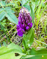 Attēlu rezultāti vaicājumam “Dactylorhiza incarnata leaf”