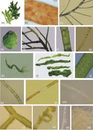 Attēlu rezultāti vaicājumam “Cladophora glomerata”