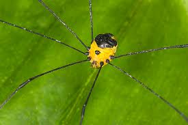 Attēlu rezultāti vaicājumam “Opiliones”