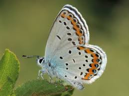 Attēlu rezultāti vaicājumam “Plebejus argyrognomon”