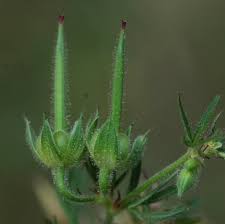 Attēlu rezultāti vaicājumam “Geranium dissectum fruit”