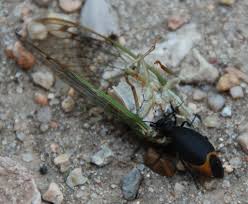 Attēlu rezultāti vaicājumam “Meloe sp. larva”