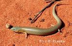Fun Facts about Blue Tongue Skinks - BlueTongueSkinks.