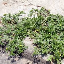 Attēlu rezultāti vaicājumam “Potentilla supina”