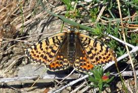 Attēlu rezultāti vaicājumam “Melitaea didyma underside”