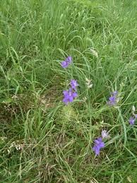 Attēlu rezultāti vaicājumam “Consolida regalis fruit”