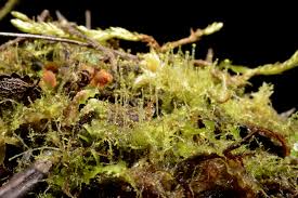 Attēlu rezultāti vaicājumam “Calypogeia sphagnicola”