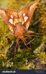 Attēlu rezultāti vaicājumam “Plusia festucae”