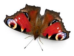 Attēlu rezultāti vaicājumam “Inachis io”