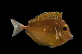 Image result for Naso unicornis