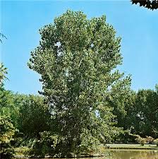 Attēlu rezultāti vaicājumam “Populus alba Nivea”