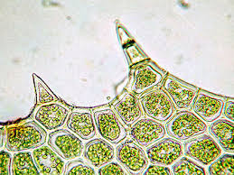 Attēlu rezultāti vaicājumam “Plagiochila porelloides sporophyte”