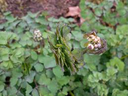 Attēlu rezultāti vaicājumam “Thalictrum aquilegifolium bud”