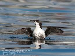 Image result for Brachyramphus perdix