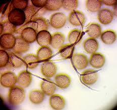 Attēlu rezultāti vaicājumam “Colloderma robustum macro”